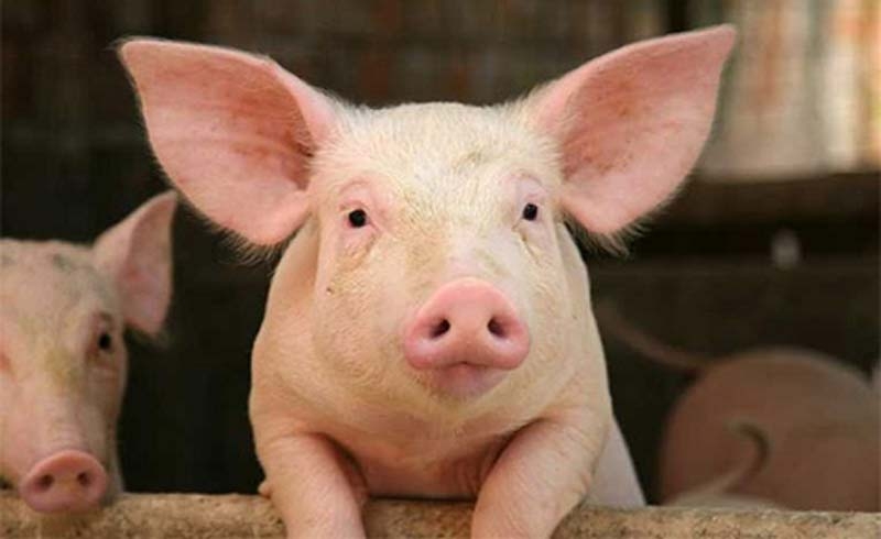gia thit heo hom nay 1211 khan hiem gia tiep tuc bi day sat moc 80000kg