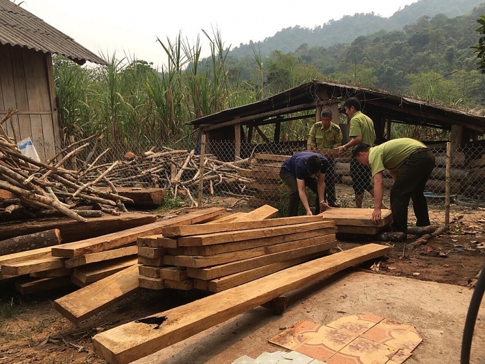 Phát hiện lượng lớn gỗ trái phép trong nhà trưởng Công an xã dien bien truong cong an xa cho nguoi la gui go khai thac trai phep