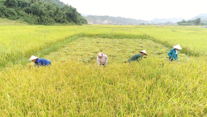 Nỗ lực giảm nghèo nơi cực Tây Tổ quốc no luc giam ngheo noi cuc tay to quoc