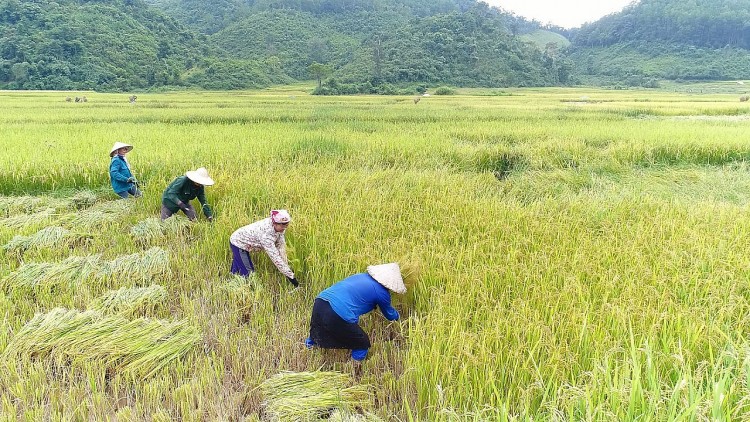 Nậm Pồ - mùa gặt vùng biên Nậm Pồ - mùa gặt vùng biên