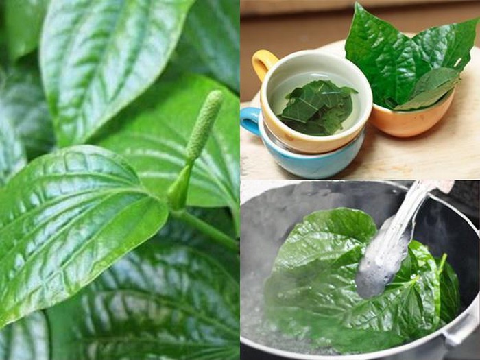 Chữa đau lưng bằng lá lốt bạn đã nghe chưa? chua dau lung bang la lot ban da nghe chua