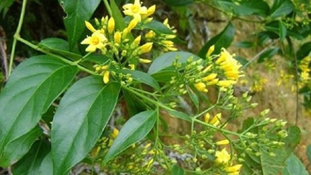 Hái nhầm lá ngón về nấu canh đãi khách, 4 người nhập viện trong tình trạng nguy kịch hai nham la ngon ve nau canh dai khach 4 nguoi nhap vien trong tinh trang nguy kich