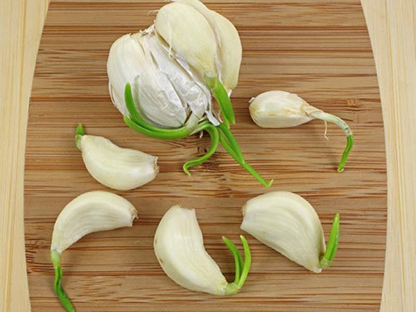 Thực hư việc ăn tỏi mọc mầm là thần dược với sức khỏe thuc hu viec an toi moc mam la than duoc voi suc khoe