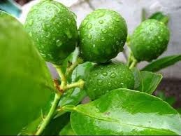 Lá chanh không chỉ để ăn thịt gà mà còn làm đẹp da và chữa bách bệnh la chanh khong chi de an thit ga ma con lam dep da va chua bach benh