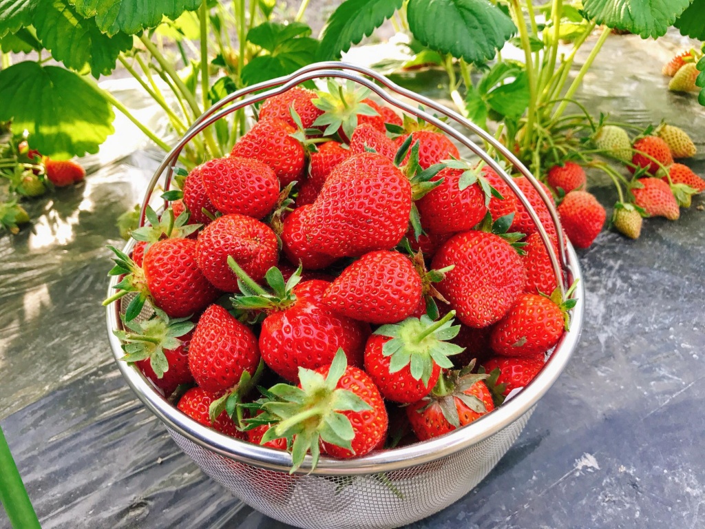 Vườn dâu tây đỏ mọng trĩu trịt quả trong vườn nhà nàng dâu Việt ở Nhật Vườn dâu tây đỏ mọng trĩu trịt quả trong vườn nhà nàng dâu Việt ở Nhật