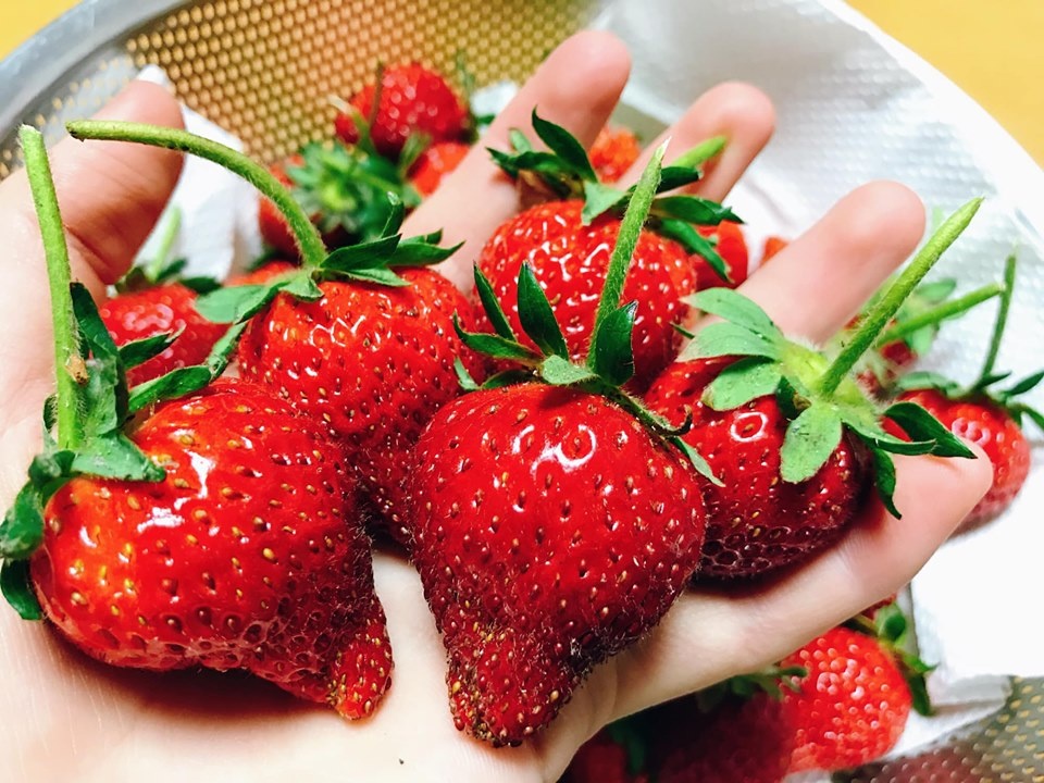 Vườn dâu tây đỏ mọng trĩu trịt quả trong vườn nhà nàng dâu Việt ở Nhật Vườn dâu tây đỏ mọng trĩu trịt quả trong vườn nhà nàng dâu Việt ở Nhật