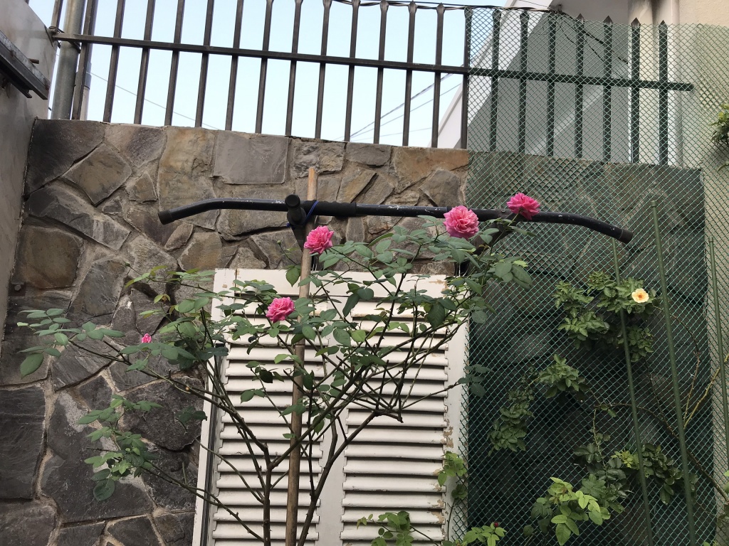 Ông bố tâm lý thiết kế góc sân xanh mát với xích đu và hoa hồng cho con gái vui chơi mùa hè ong bo tam ly thiet ke goc san xanh mat voi xich du va hoa hong cho con gai vui choi mua he