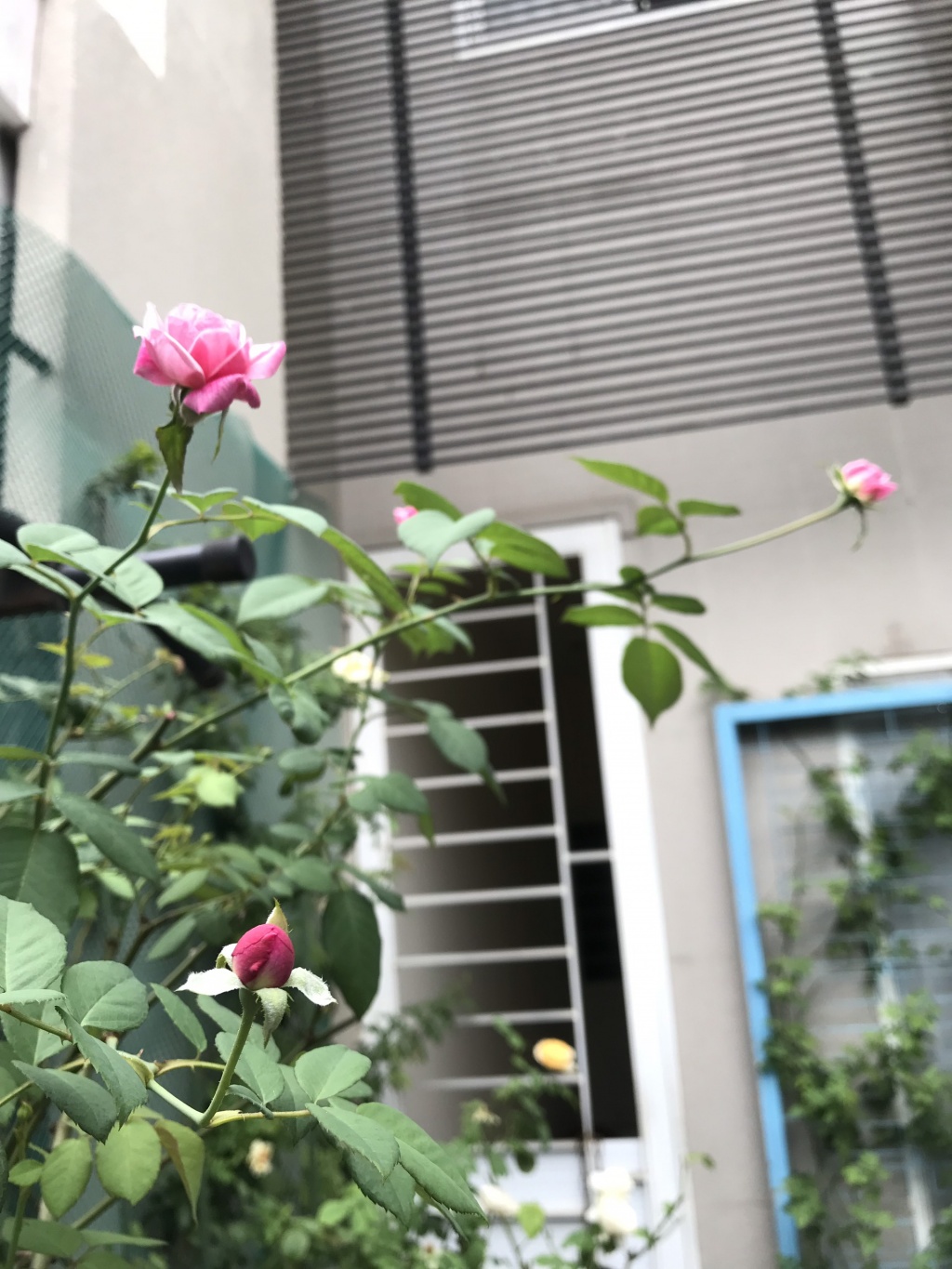 Ông bố tâm lý thiết kế góc sân xanh mát với xích đu và hoa hồng cho con gái vui chơi mùa hè ong bo tam ly thiet ke goc san xanh mat voi xich du va hoa hong cho con gai vui choi mua he