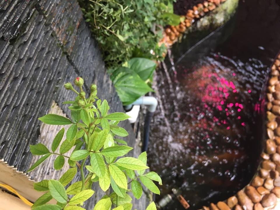 Ông bố tâm lý thiết kế góc sân xanh mát với xích đu và hoa hồng cho con gái vui chơi mùa hè ong bo tam ly thiet ke goc san xanh mat voi xich du va hoa hong cho con gai vui choi mua he