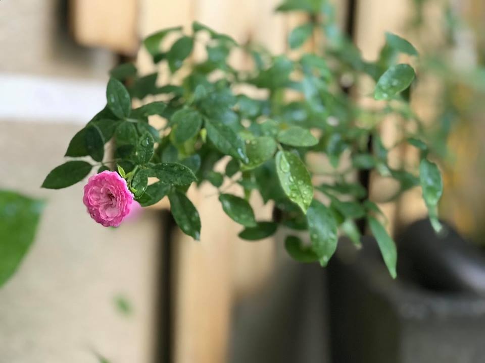 Ông bố tâm lý thiết kế góc sân xanh mát với xích đu và hoa hồng cho con gái vui chơi mùa hè ong bo tam ly thiet ke goc san xanh mat voi xich du va hoa hong cho con gai vui choi mua he