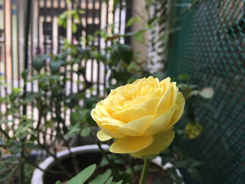 Ông bố tâm lý thiết kế góc sân xanh mát với xích đu và hoa hồng cho con gái vui chơi mùa hè ong bo tam ly thiet ke goc san xanh mat voi xich du va hoa hong cho con gai vui choi mua he
