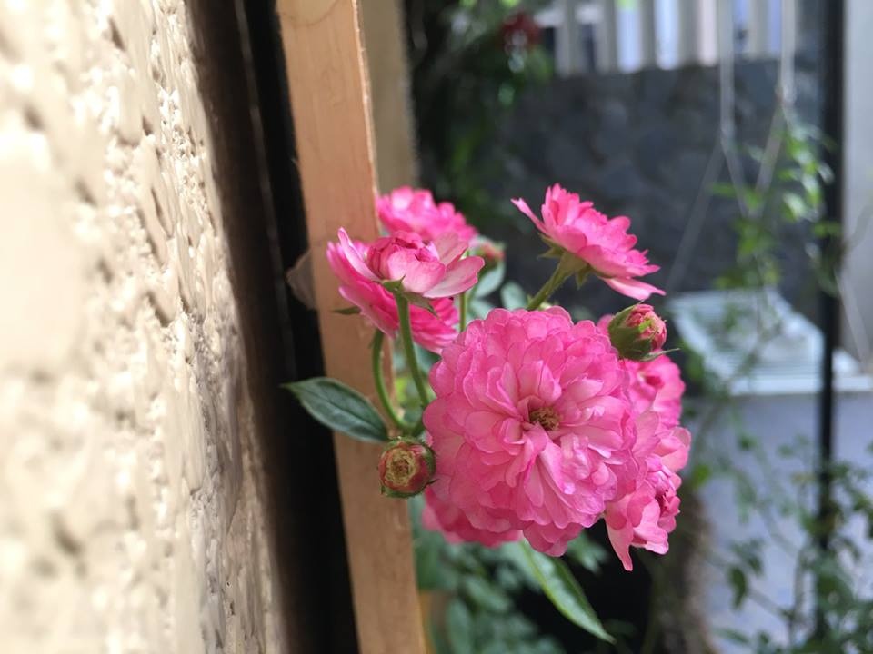 Ông bố tâm lý thiết kế góc sân xanh mát với xích đu và hoa hồng cho con gái vui chơi mùa hè ong bo tam ly thiet ke goc san xanh mat voi xich du va hoa hong cho con gai vui choi mua he