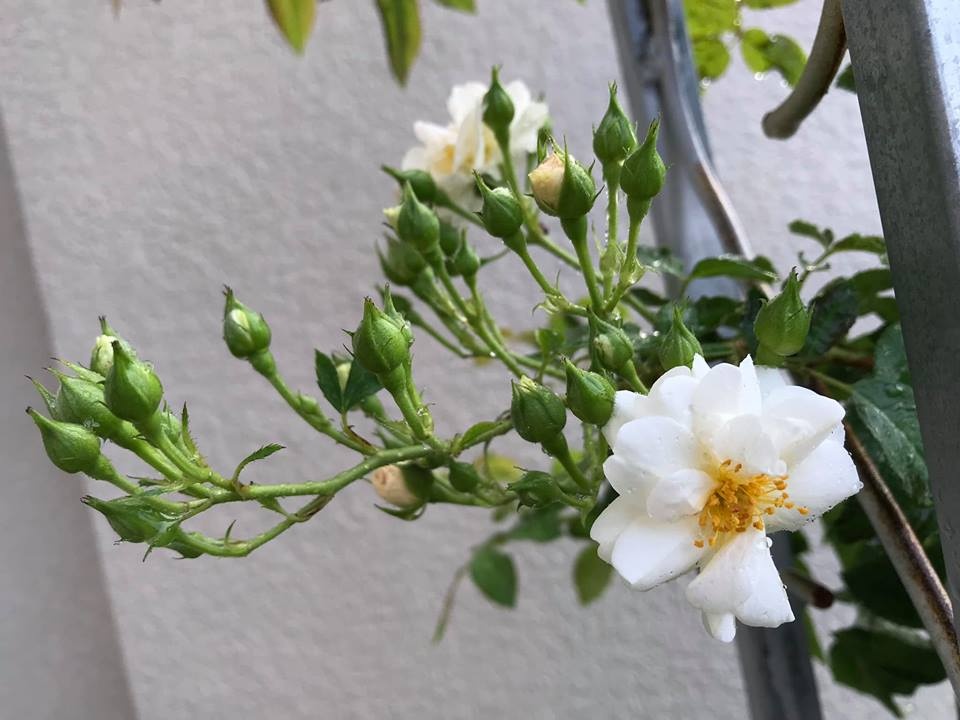 Ông bố tâm lý thiết kế góc sân xanh mát với xích đu và hoa hồng cho con gái vui chơi mùa hè ong bo tam ly thiet ke goc san xanh mat voi xich du va hoa hong cho con gai vui choi mua he