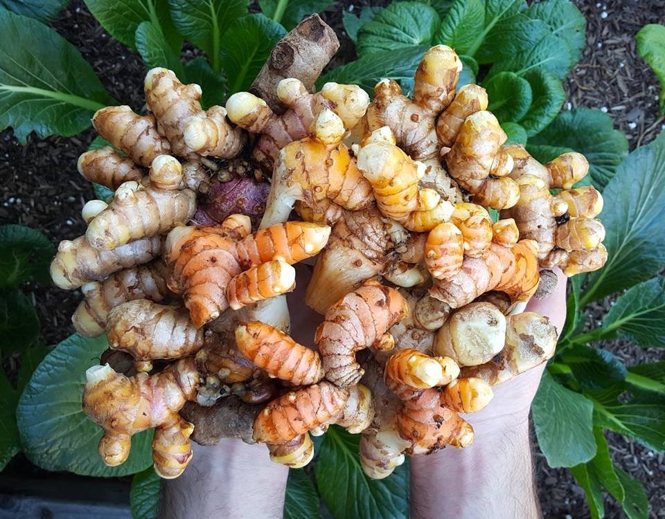Cuộc sống bình yên, tự tại của cô gái trẻ quyết tâm bỏ phố về quê trồng rau, nuôi gà cuoc song binh yen tu tai cua co gai tre quyet tam bo pho ve que trong rau nuoi ga