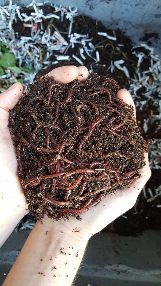 Cuộc sống bình yên, tự tại của cô gái trẻ quyết tâm bỏ phố về quê trồng rau, nuôi gà cuoc song binh yen tu tai cua co gai tre quyet tam bo pho ve que trong rau nuoi ga