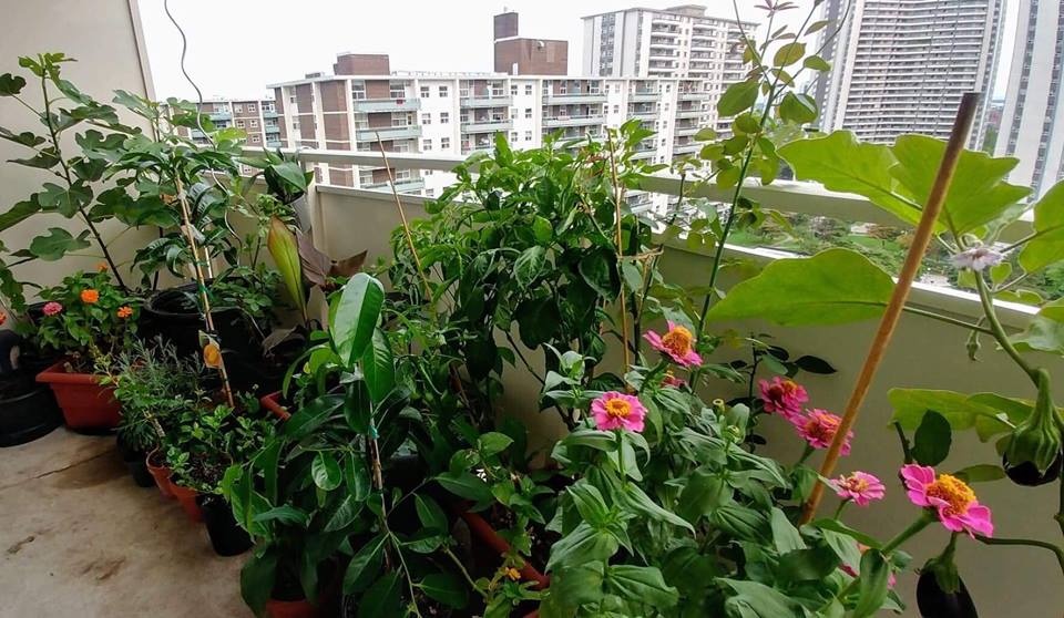Ban công nhỏ trên tầng 15 vẫn trồng đủ loại rau quả sạch ai ngắm cũng mê ban cong nho tren tang 15 van trong du loai rau qua sach ai ngam cung me