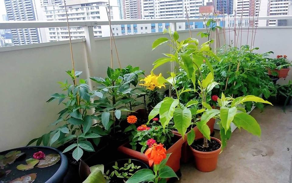 Ban công nhỏ trên tầng 15 vẫn trồng đủ loại rau quả sạch ai ngắm cũng mê ban cong nho tren tang 15 van trong du loai rau qua sach ai ngam cung me