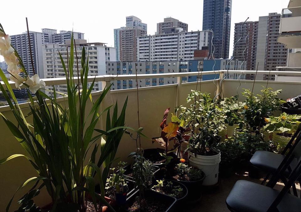 Ban công nhỏ trên tầng 15 vẫn trồng đủ loại rau quả sạch ai ngắm cũng mê ban cong nho tren tang 15 van trong du loai rau qua sach ai ngam cung me
