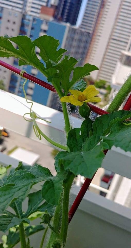 Ban công nhỏ trên tầng 15 vẫn trồng đủ loại rau quả sạch ai ngắm cũng mê ban cong nho tren tang 15 van trong du loai rau qua sach ai ngam cung me