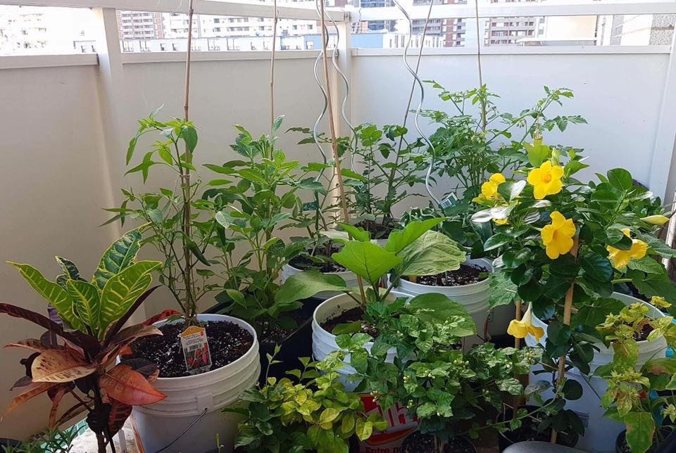 Ban công nhỏ trên tầng 15 vẫn trồng đủ loại rau quả sạch ai ngắm cũng mê ban cong nho tren tang 15 van trong du loai rau qua sach ai ngam cung me