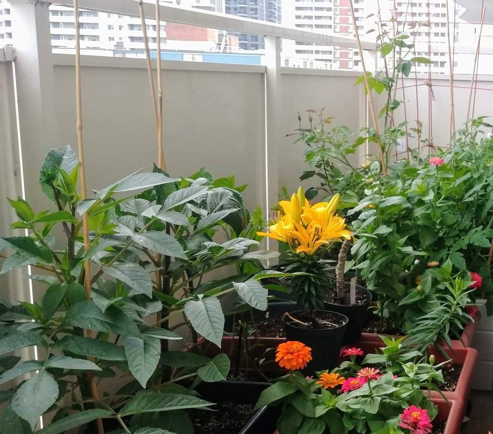 Ban công nhỏ trên tầng 15 vẫn trồng đủ loại rau quả sạch ai ngắm cũng mê ban cong nho tren tang 15 van trong du loai rau qua sach ai ngam cung me