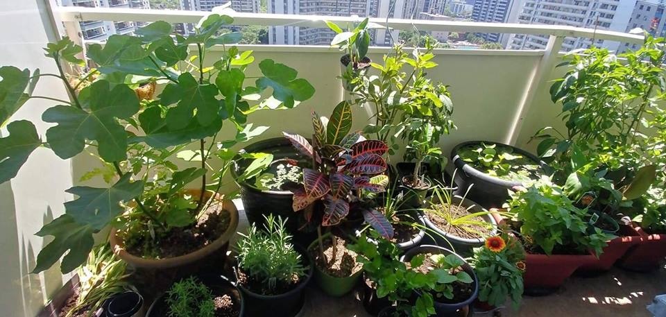 Ban công nhỏ trên tầng 15 vẫn trồng đủ loại rau quả sạch ai ngắm cũng mê ban cong nho tren tang 15 van trong du loai rau qua sach ai ngam cung me