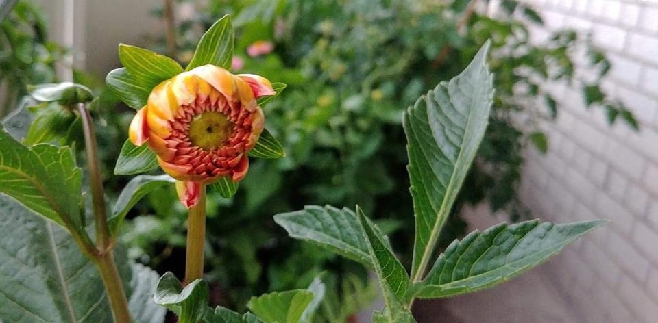 Ban công nhỏ trên tầng 15 vẫn trồng đủ loại rau quả sạch ai ngắm cũng mê ban cong nho tren tang 15 van trong du loai rau qua sach ai ngam cung me