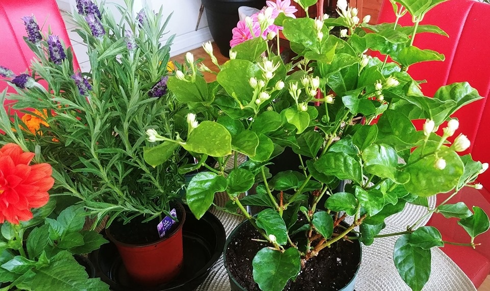 Ban công nhỏ trên tầng 15 vẫn trồng đủ loại rau quả sạch ai ngắm cũng mê ban cong nho tren tang 15 van trong du loai rau qua sach ai ngam cung me