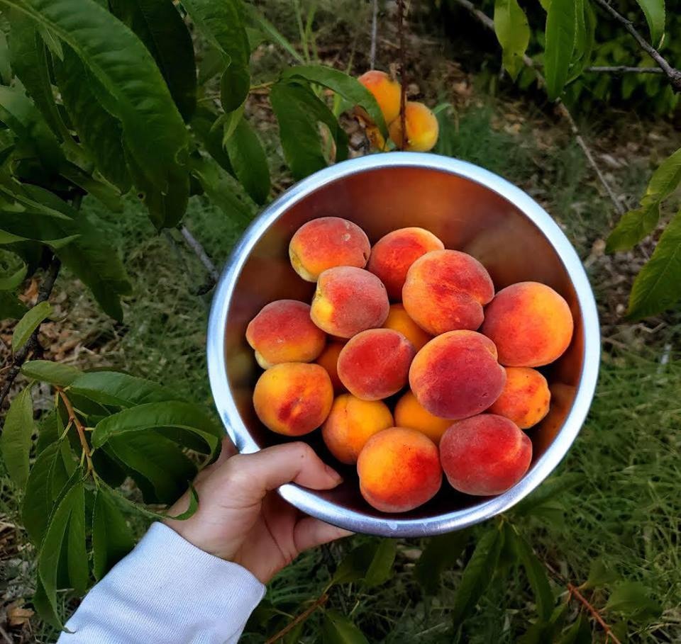 Cô gái xinh đẹp chẳng màng đến cuộc sống phố thị, tìm niềm vui với việc nuôi gà trồng cây co gai xinh dep chang mang den cuoc song pho thi tim niem vui voi viec nuoi ga trong cay