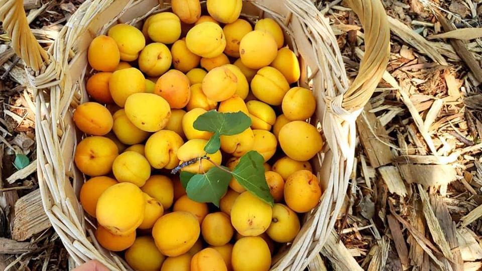 Cô gái xinh đẹp chẳng màng đến cuộc sống phố thị, tìm niềm vui với việc nuôi gà trồng cây co gai xinh dep chang mang den cuoc song pho thi tim niem vui voi viec nuoi ga trong cay