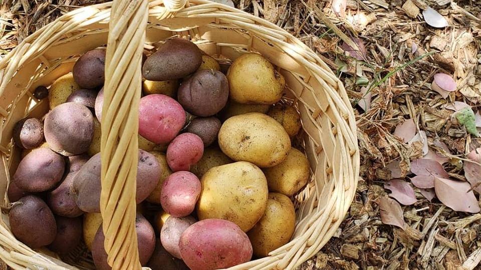 Cô gái xinh đẹp chẳng màng đến cuộc sống phố thị, tìm niềm vui với việc nuôi gà trồng cây co gai xinh dep chang mang den cuoc song pho thi tim niem vui voi viec nuoi ga trong cay
