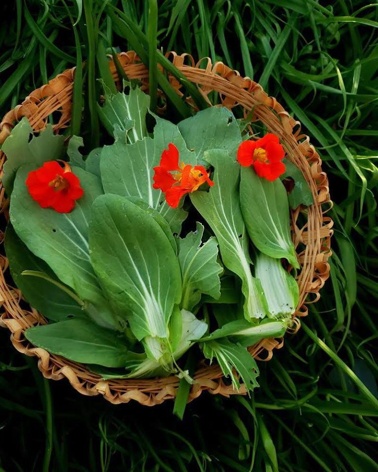 Cô gái xinh đẹp chẳng màng đến cuộc sống phố thị, tìm niềm vui với việc nuôi gà trồng cây co gai xinh dep chang mang den cuoc song pho thi tim niem vui voi viec nuoi ga trong cay