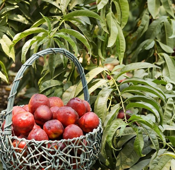 Cô gái xinh đẹp chẳng màng đến cuộc sống phố thị, tìm niềm vui với việc nuôi gà trồng cây co gai xinh dep chang mang den cuoc song pho thi tim niem vui voi viec nuoi ga trong cay