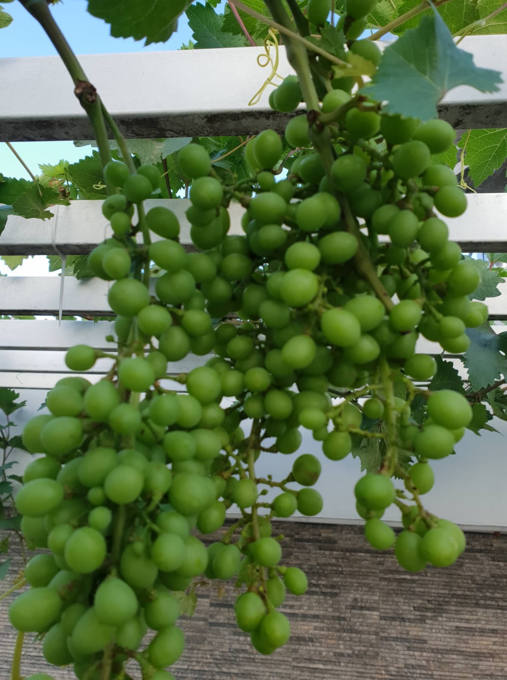 Sân thượng 200m2 ngỡ như vườn cây lá xanh tươi mướt mắt ở quận 12, TP. HCM