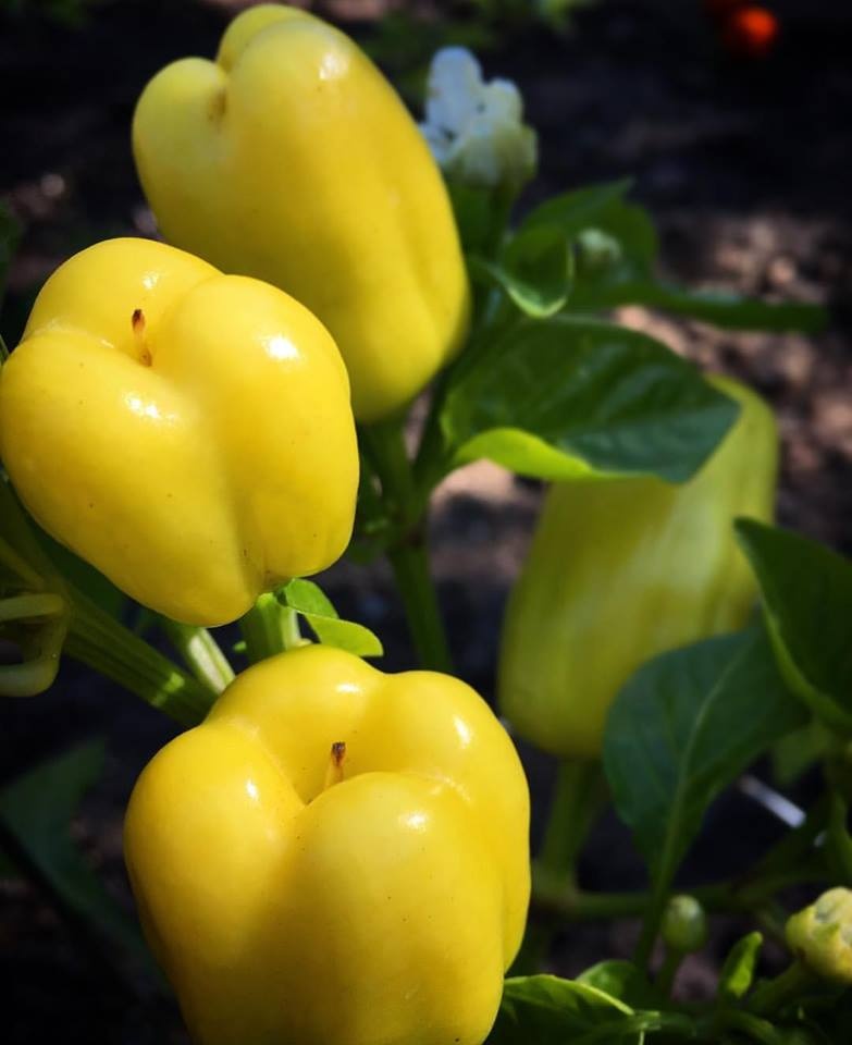 Khu vườn siêu dễ thương với đủ sắc màu rau củ quả organic của mẹ đơn thân cùng hai con trai khu vuon sieu de thuong voi du sac mau rau cu qua organic cua me don than cung hai con trai