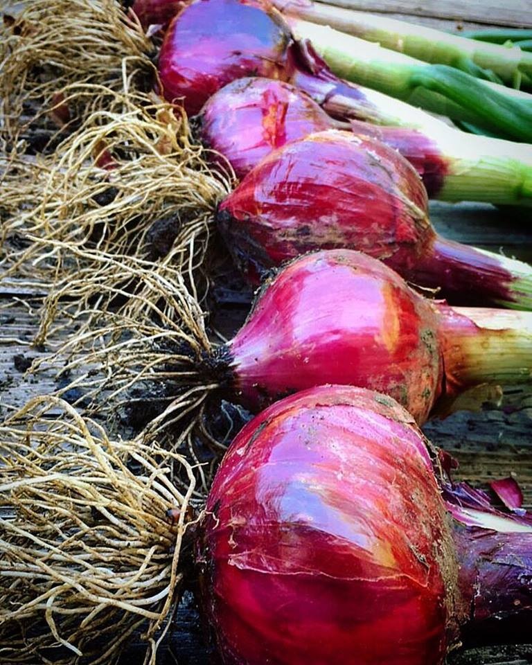 Khu vườn siêu dễ thương với đủ sắc màu rau củ quả organic của mẹ đơn thân cùng hai con trai khu vuon sieu de thuong voi du sac mau rau cu qua organic cua me don than cung hai con trai
