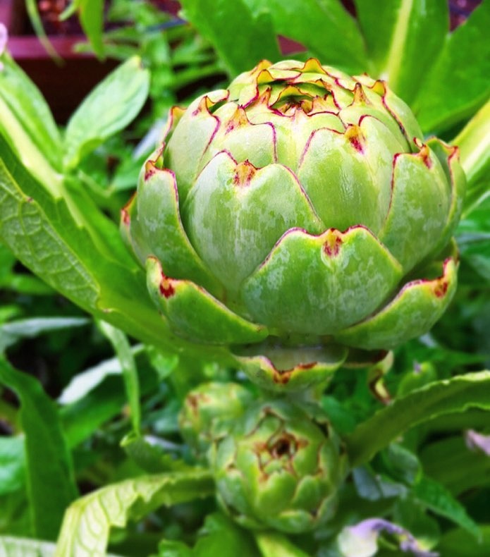 Khu vườn siêu dễ thương với đủ sắc màu rau củ quả organic của mẹ đơn thân cùng hai con trai khu vuon sieu de thuong voi du sac mau rau cu qua organic cua me don than cung hai con trai