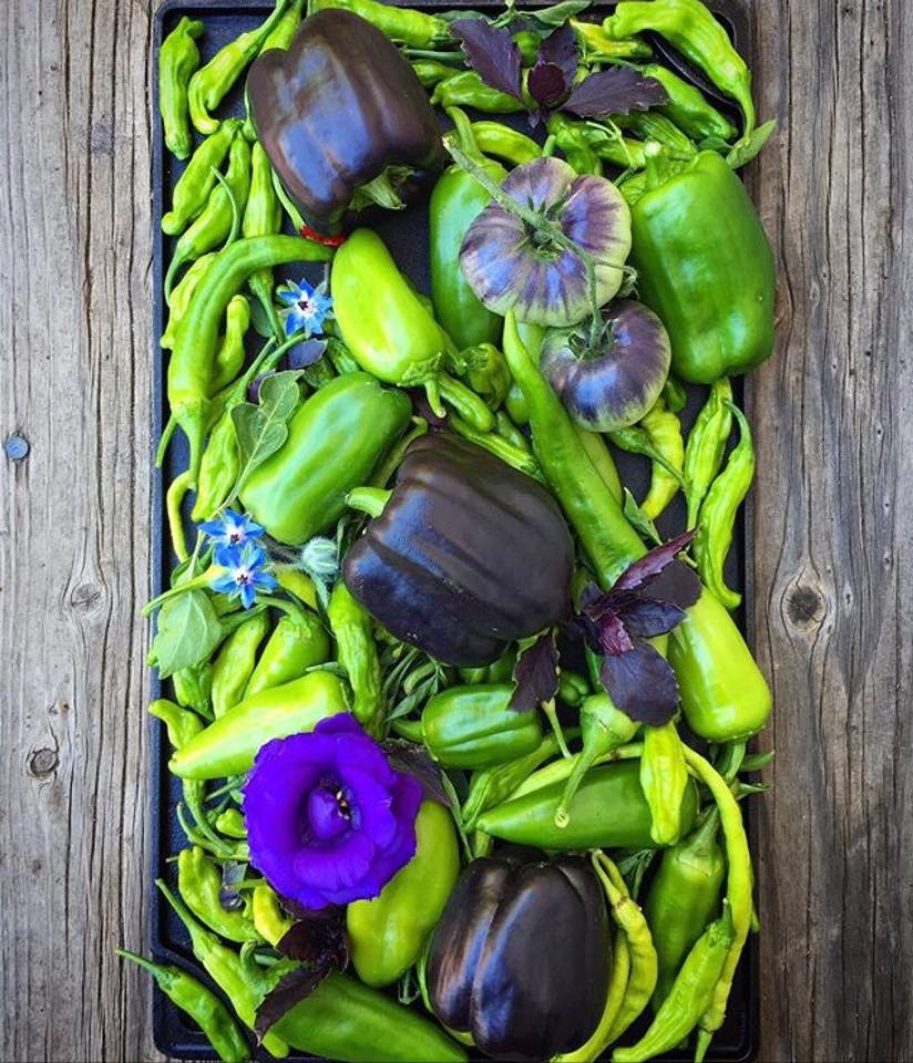 Khu vườn siêu dễ thương với đủ sắc màu rau củ quả organic của mẹ đơn thân cùng hai con trai khu vuon sieu de thuong voi du sac mau rau cu qua organic cua me don than cung hai con trai