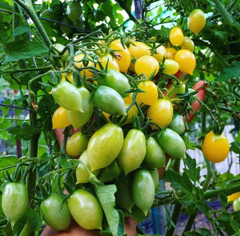Khu vườn siêu dễ thương với đủ sắc màu rau củ quả organic của mẹ đơn thân cùng hai con trai khu vuon sieu de thuong voi du sac mau rau cu qua organic cua me don than cung hai con trai