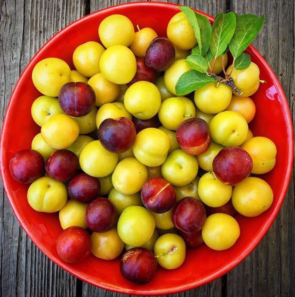 Khu vườn siêu dễ thương với đủ sắc màu rau củ quả organic của mẹ đơn thân cùng hai con trai khu vuon sieu de thuong voi du sac mau rau cu qua organic cua me don than cung hai con trai