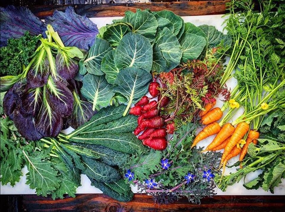 Khu vườn siêu dễ thương với đủ sắc màu rau củ quả organic của mẹ đơn thân cùng hai con trai khu vuon sieu de thuong voi du sac mau rau cu qua organic cua me don than cung hai con trai