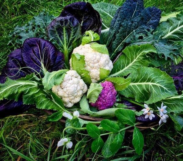 Khu vườn siêu dễ thương với đủ sắc màu rau củ quả organic của mẹ đơn thân cùng hai con trai khu vuon sieu de thuong voi du sac mau rau cu qua organic cua me don than cung hai con trai