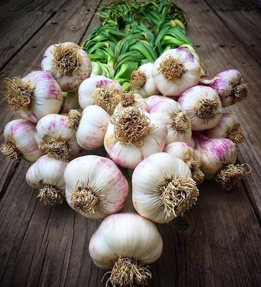 Khu vườn siêu dễ thương với đủ sắc màu rau củ quả organic của mẹ đơn thân cùng hai con trai khu vuon sieu de thuong voi du sac mau rau cu qua organic cua me don than cung hai con trai