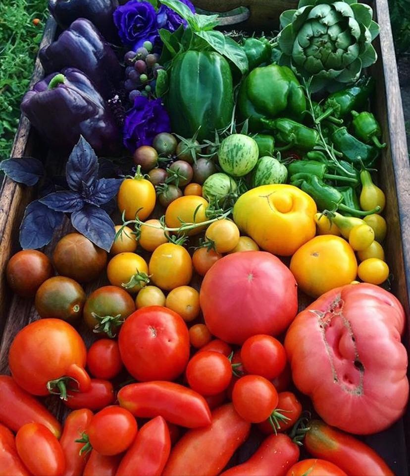 Khu vườn siêu dễ thương với đủ sắc màu rau củ quả organic của mẹ đơn thân cùng hai con trai khu vuon sieu de thuong voi du sac mau rau cu qua organic cua me don than cung hai con trai