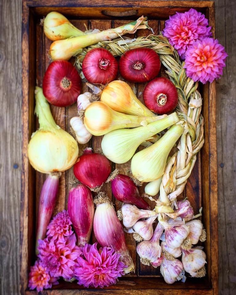 Khu vườn siêu dễ thương với đủ sắc màu rau củ quả organic của mẹ đơn thân cùng hai con trai khu vuon sieu de thuong voi du sac mau rau cu qua organic cua me don than cung hai con trai