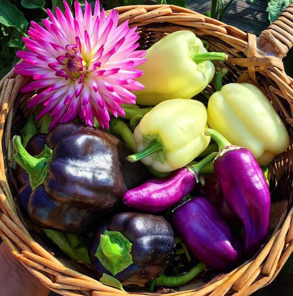 Khu vườn siêu dễ thương với đủ sắc màu rau củ quả organic của mẹ đơn thân cùng hai con trai khu vuon sieu de thuong voi du sac mau rau cu qua organic cua me don than cung hai con trai