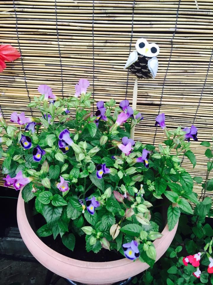 Khu vườn nhỏ xíu góc nào cũng đầy hoa và dâu tây chín mọng của cô gái Việt định cư ở Nhật Bản khu vuon nho xiu goc nao cung day hoa va dau tay chin mong cua co gai viet dinh cu o nhat ban