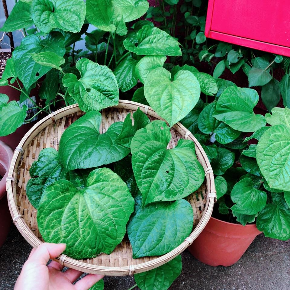 Khu vườn nhỏ xíu góc nào cũng đầy hoa và dâu tây chín mọng của cô gái Việt định cư ở Nhật Bản khu vuon nho xiu goc nao cung day hoa va dau tay chin mong cua co gai viet dinh cu o nhat ban