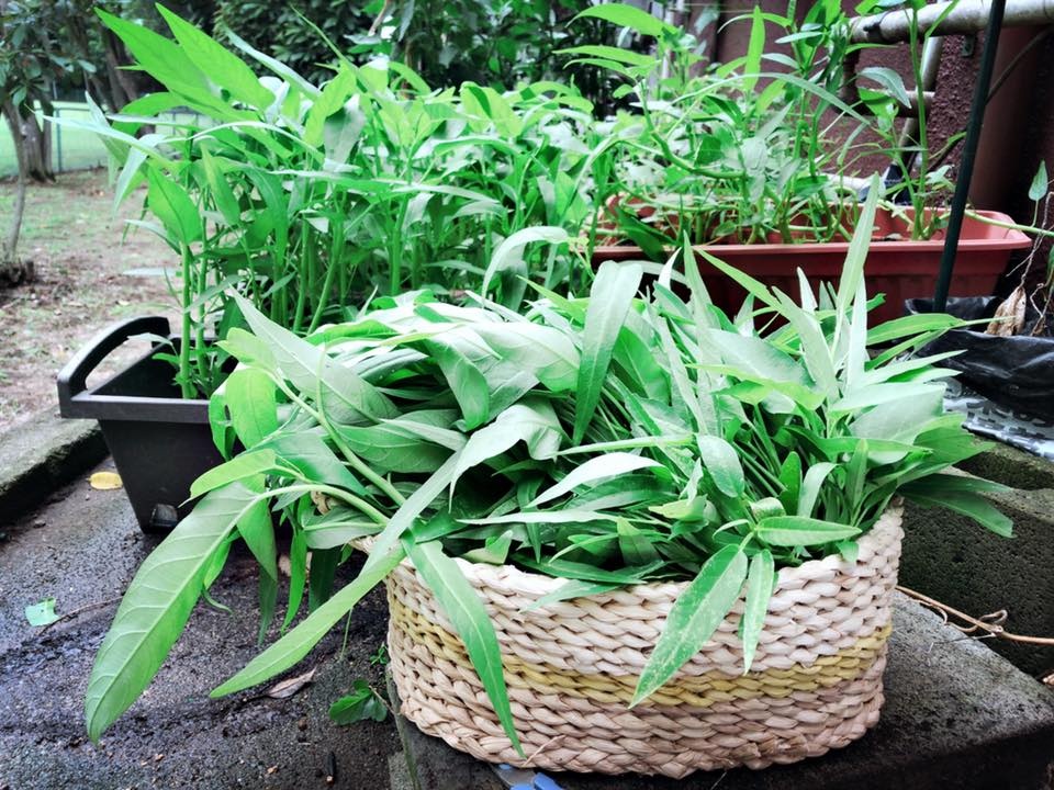 Khu vườn nhỏ xíu góc nào cũng đầy hoa và dâu tây chín mọng của cô gái Việt định cư ở Nhật Bản khu vuon nho xiu goc nao cung day hoa va dau tay chin mong cua co gai viet dinh cu o nhat ban