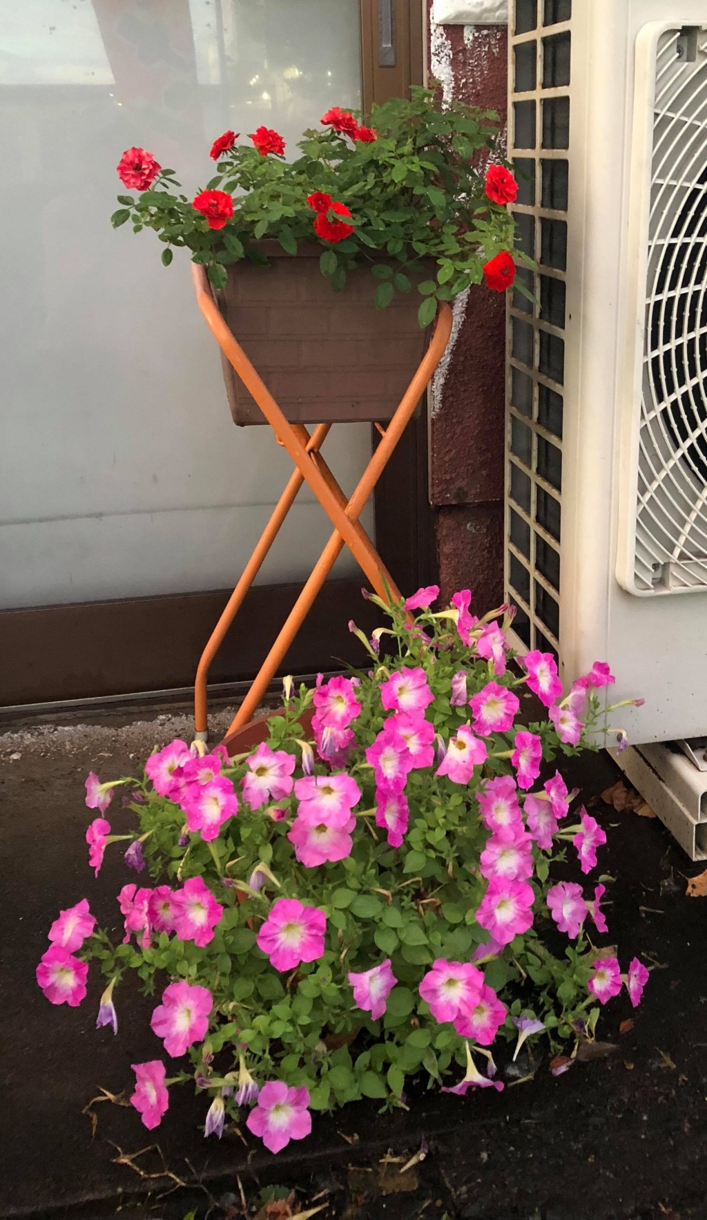Khu vườn nhỏ xíu góc nào cũng đầy hoa và dâu tây chín mọng của cô gái Việt định cư ở Nhật Bản khu vuon nho xiu goc nao cung day hoa va dau tay chin mong cua co gai viet dinh cu o nhat ban